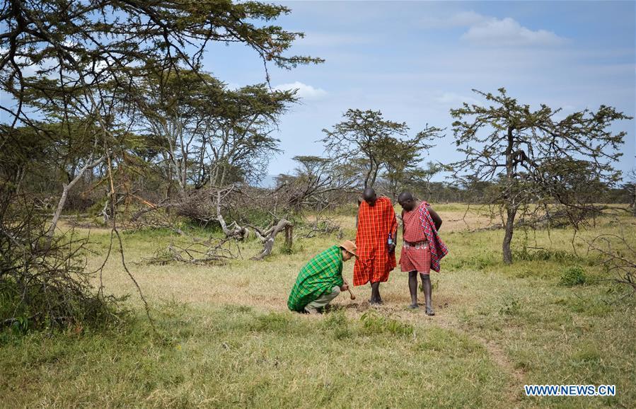 Chinese wildlife conservationist Zhuo Qiang (L) checks animal footprints with local wardens at Ol Kinyei conservancy in Maasai Mara, Kenya, July 9, 2018. The founder and Chairman of Mara Conservation Fund (MCF) Zhuo Qiang, a 45-year-old Chinese, has pioneered outstanding wildlife conservation projects in the world famous Maasai Mara ecosystem. Ol Kinyei is among the conservancies benefiting from his activities. Around it, he has built three lion proof boas preventing the wildlife conflict with the adjacent communities. He was officially adopted as a son of the Maasai\'s Ol Kinyei conservation group in 2015, owing to his unwavering friendship with the pastoralists. Zhuo\'s anti-poaching drives in the East African nation expresses the increasing collaboration between Kenyan and China in ending the killing of rhinos, elephants and lions. (Xinhua/Lyu Shuai)