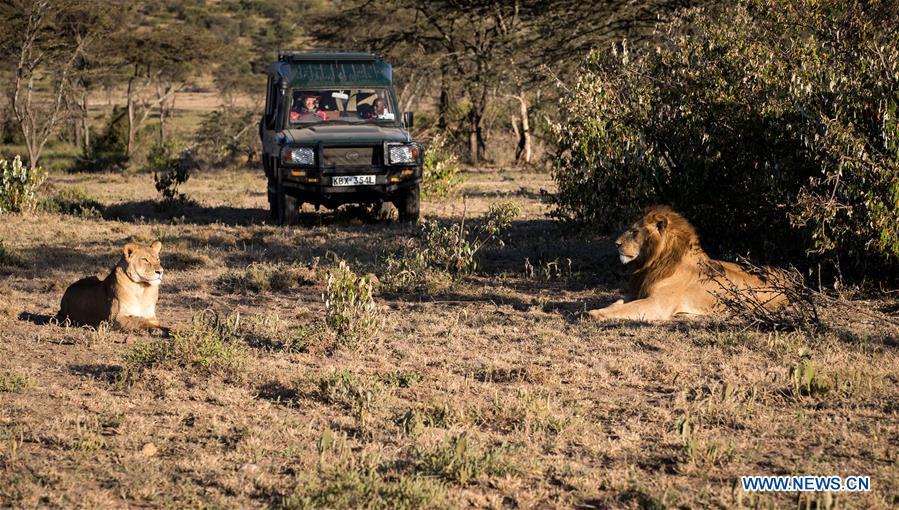 Chinese wildlife conservationist Zhuo Qiang and a local warden check lions at Ol Kinyei conservancy in Maasai Mara, Kenya, July 7, 2018. The founder and Chairman of Mara Conservation Fund (MCF) Zhuo Qiang, a 45-year-old Chinese, has pioneered outstanding wildlife conservation projects in the world famous Maasai Mara ecosystem. Ol Kinyei is among the conservancies benefiting from his activities. Around it, he has built three lion proof boas preventing the wildlife conflict with the adjacent communities. He was officially adopted as a son of the Maasai\'s Ol Kinyei conservation group in 2015, owing to his unwavering friendship with the pastoralists. Zhuo\'s anti-poaching drives in the East African nation expresses the increasing collaboration between Kenyan and China in ending the killing of rhinos, elephants and lions. (Xinhua/Lyu Shuai)
