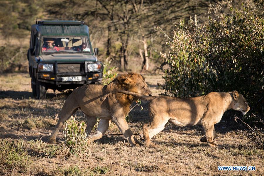 Chinese wildlife conservationist Zhuo Qiang and a local warden check lions at Ol Kinyei conservancy in Maasai Mara, Kenya, July 7, 2018. The founder and Chairman of Mara Conservation Fund (MCF) Zhuo Qiang, a 45-year-old Chinese, has pioneered outstanding wildlife conservation projects in the world famous Maasai Mara ecosystem. Ol Kinyei is among the conservancies benefiting from his activities. Around it, he has built three lion proof boas preventing the wildlife conflict with the adjacent communities. He was officially adopted as a son of the Maasai\'s Ol Kinyei conservation group in 2015, owing to his unwavering friendship with the pastoralists. Zhuo\'s anti-poaching drives in the East African nation expresses the increasing collaboration between Kenyan and China in ending the killing of rhinos, elephants and lions. (Xinhua/Lyu Shuai)