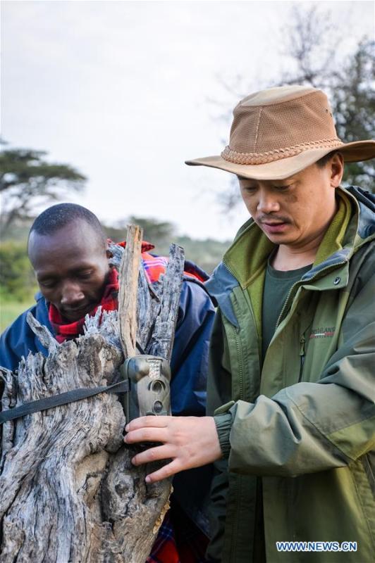 Chinese wildlife conservationist Zhuo Qiang (R) puts up a infrared-triggered camera at Ol Kinyei conservancy in Maasai Mara, Kenya, July 9, 2018. The founder and Chairman of Mara Conservation Fund (MCF) Zhuo Qiang, a 45-year-old Chinese, has pioneered outstanding wildlife conservation projects in the world famous Maasai Mara ecosystem. Ol Kinyei is among the conservancies benefiting from his activities. Around it, he has built three lion proof boas preventing the wildlife conflict with the adjacent communities. He was officially adopted as a son of the Maasai\'s Ol Kinyei conservation group in 2015, owing to his unwavering friendship with the pastoralists. Zhuo\'s anti-poaching drives in the East African nation expresses the increasing collaboration between Kenyan and China in ending the killing of rhinos, elephants and lions. (Xinhua/Lyu Shuai)