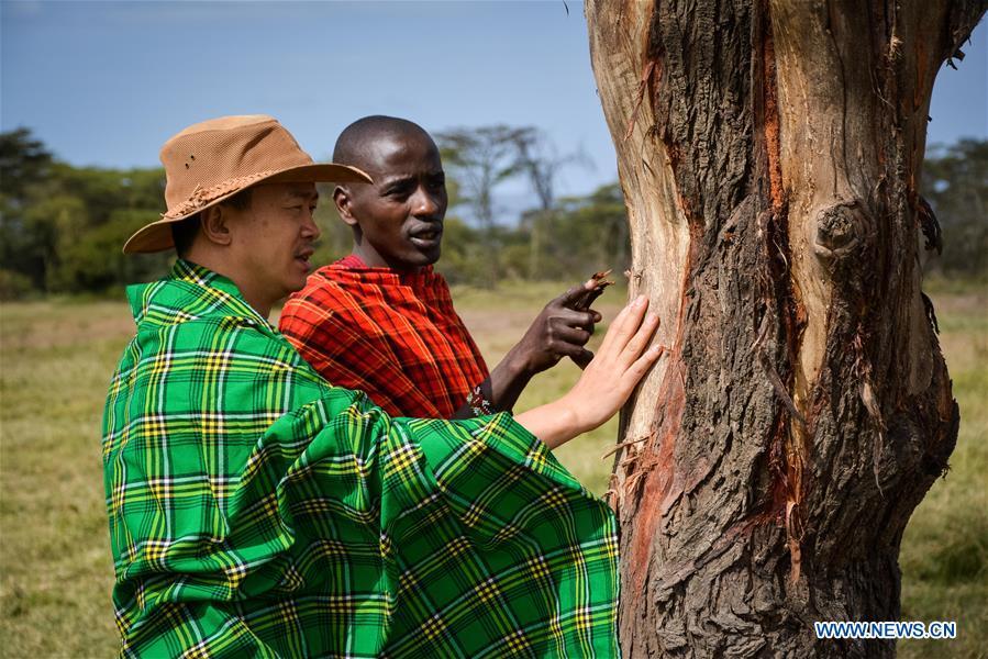 Chinese wildlife conservationist Zhuo Qiang (L) checks a tree damaged by elephants with a local warden at Ol Kinyei conservancy in Maasai Mara, Kenya, July 9, 2018. The founder and Chairman of Mara Conservation Fund (MCF) Zhuo Qiang, a 45-year-old Chinese, has pioneered outstanding wildlife conservation projects in the world famous Maasai Mara ecosystem. Ol Kinyei is among the conservancies benefiting from his activities. Around it, he has built three lion proof boas preventing the wildlife conflict with the adjacent communities. He was officially adopted as a son of the Maasai\'s Ol Kinyei conservation group in 2015, owing to his unwavering friendship with the pastoralists. Zhuo\'s anti-poaching drives in the East African nation expresses the increasing collaboration between Kenyan and China in ending the killing of rhinos, elephants and lions. (Xinhua/Lyu Shuai)