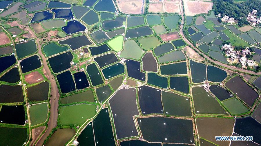 Aerial photo taken on Aug. 25, 2018 shows the view of shrimp culture ponds in Kangxiling Town in Qinzhou City, south China\'s Guangxi Zhuang Autonomous Region. (Xinhua/Zhang Ailin)