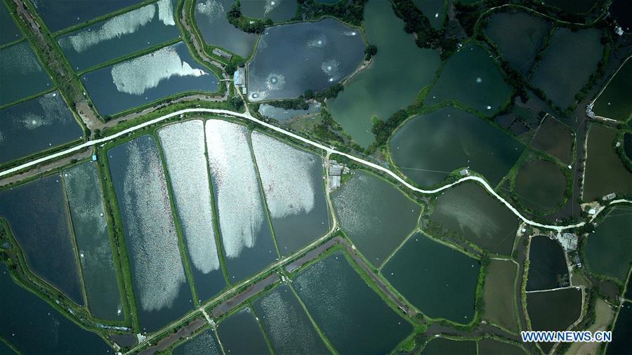 Aerial photo taken on Aug. 25, 2018 shows the view of shrimp culture ponds in Kangxiling Town in Qinzhou City, south China\'s Guangxi Zhuang Autonomous Region. (Xinhua/Zhang Ailin)