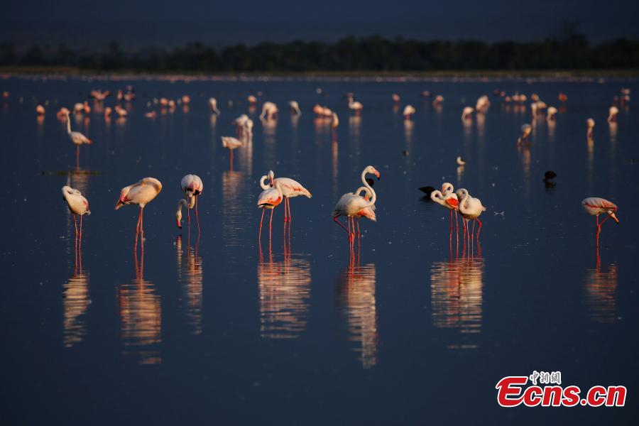 Flamingos gather at Lake Bogoria National Reserve in Kenya. (Photo provided to China News Service)