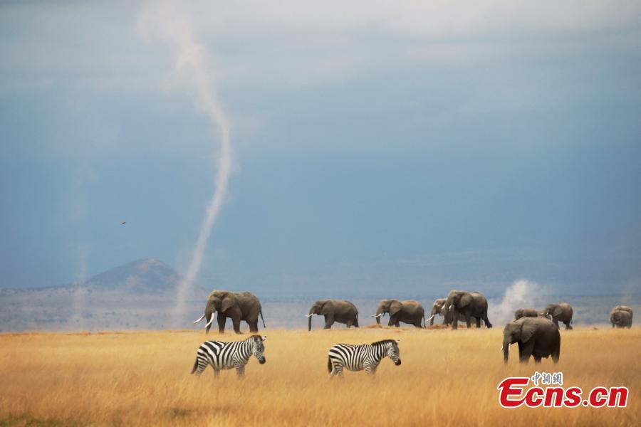 Zebras and elephants wander on the plain as the snow covered peak of Mount Kilimanjaro rises above them in the background, Amboseli National Park, Kenya. (Photo provided to China News Service)