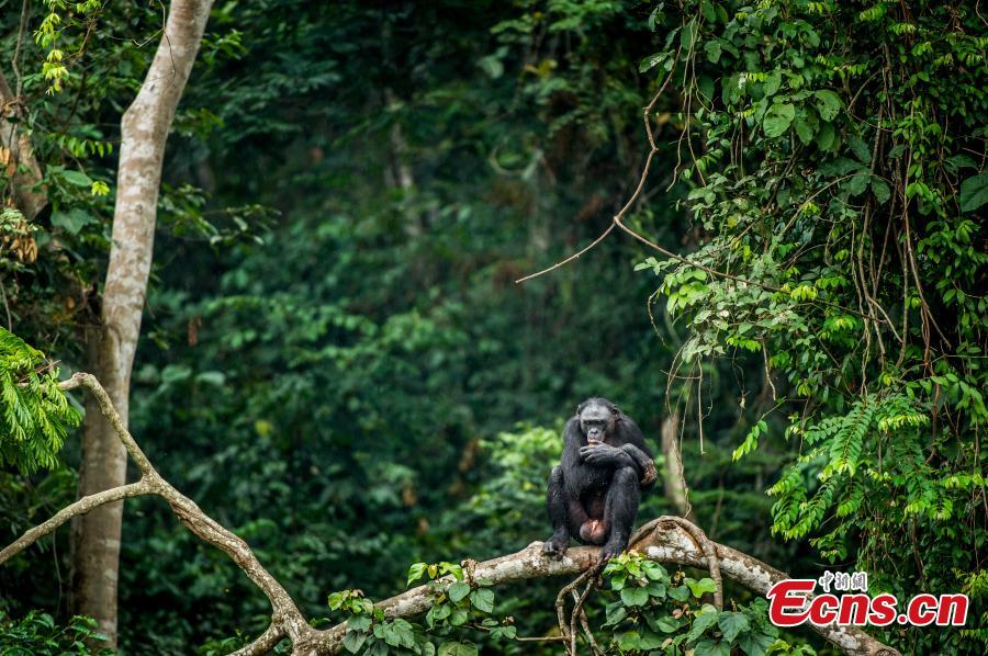 The bonobo, also known as the pygmy chimpanzee, is a rare species threatened with extinction by deforestation and human proximity, and only live in a small area in the primary forest on the Congo river. (Photo provided to China News Service)