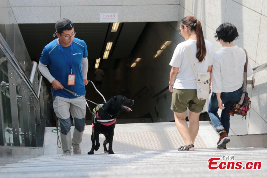 A seeing-eye dog is put through its paces by trainer Li Sai in Xi’an City, Northwest China’s Shaanxi Province, Aug. 27, 2018. The Labrador dog will be available to assist the blind and visually impaired for free from October. About 100 people have applied to use the guide dog, the first in the city. The Disabled Aids Center of Shaanxi Province, established in 2016, is the first non-profit organization for breeding and training guide dogs, with five trainers and 26 dogs currently being trained. (Photo: China News Service/Zhang Yuan)