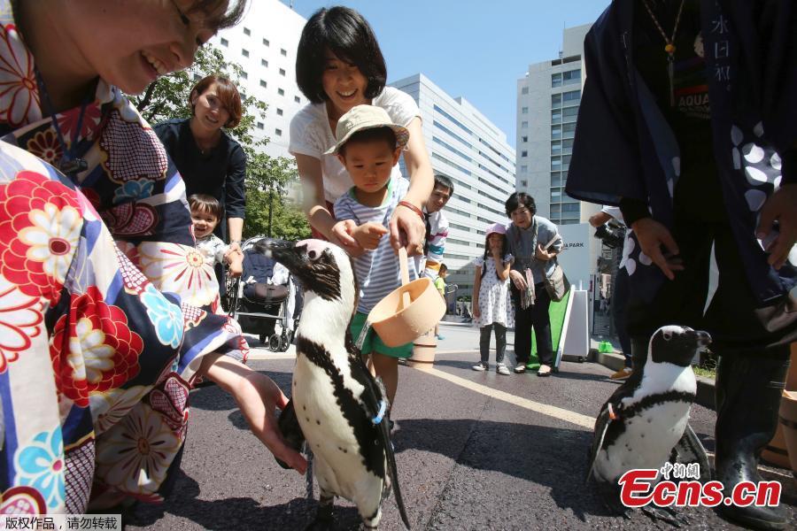 Penguins enjoy a bath to cool off near a hotel in Tokyo, Japan, Aug. 27, 2018, as temperatures hit 35 degrees centigrade. (Photo/Agencies)