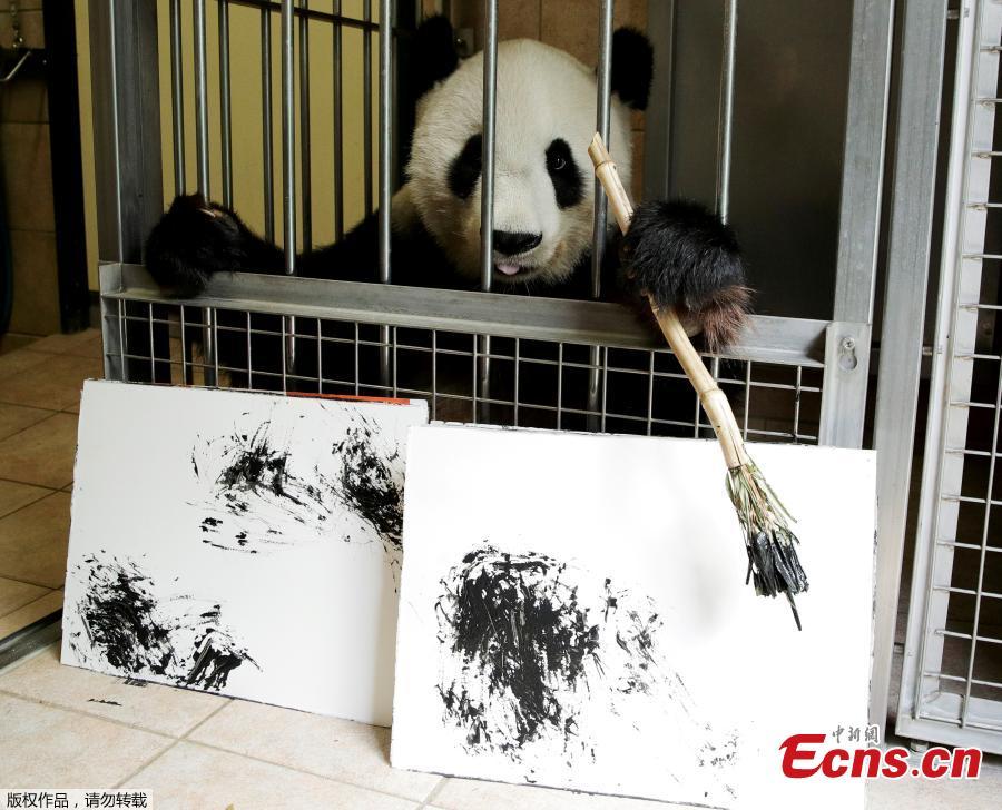 Giant Panda Yang Yang holds a brush behind pictures it painted at Schoenbrunn Zoo in Vienna, Austria, August 10, 2018. One hundred of her works will be sold online for 490 euros each, to fund a picture book about the Vienna zoo\'s pandas.(Photo/Agencies)