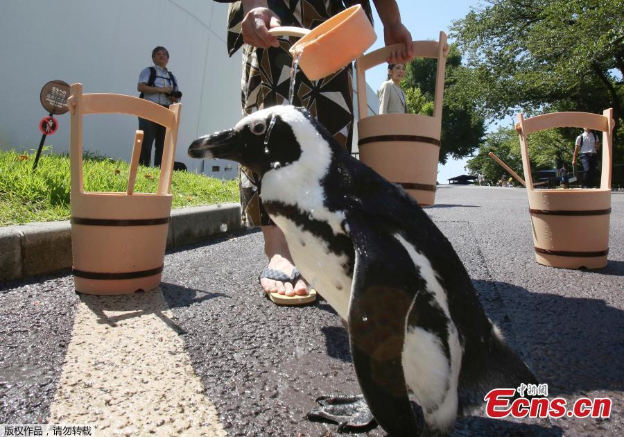 Penguins enjoy a bath to cool off near a hotel in Tokyo, Japan, Aug. 27, 2018, as temperatures hit 35 degrees centigrade. (Photo/Agencies)