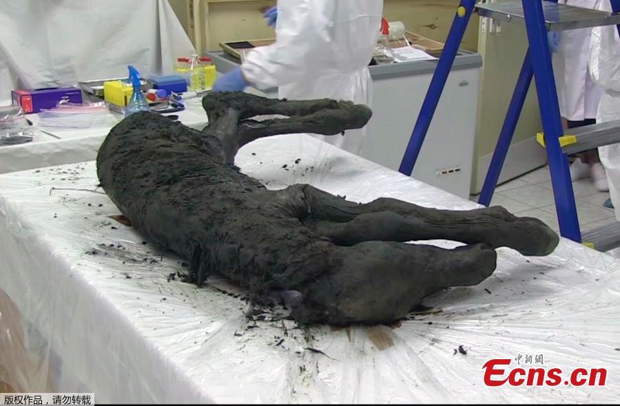 Amazing pictures have been released of a foal that has been dug out of the Siberian permafrost after being frozen for 40,000 years. The young horse, from the Lena horse species which is now extinct, is37 inches tall and was only two months old when it perished. It has today been revealed by scientists in Yakutsk, Russia, the world\'s coldest city. The young animal was dug from its icy grave in the Batagai depression or crater - nicknamed the \'Mouth of Hell\' - earlier this month.(Photo/Agencies)