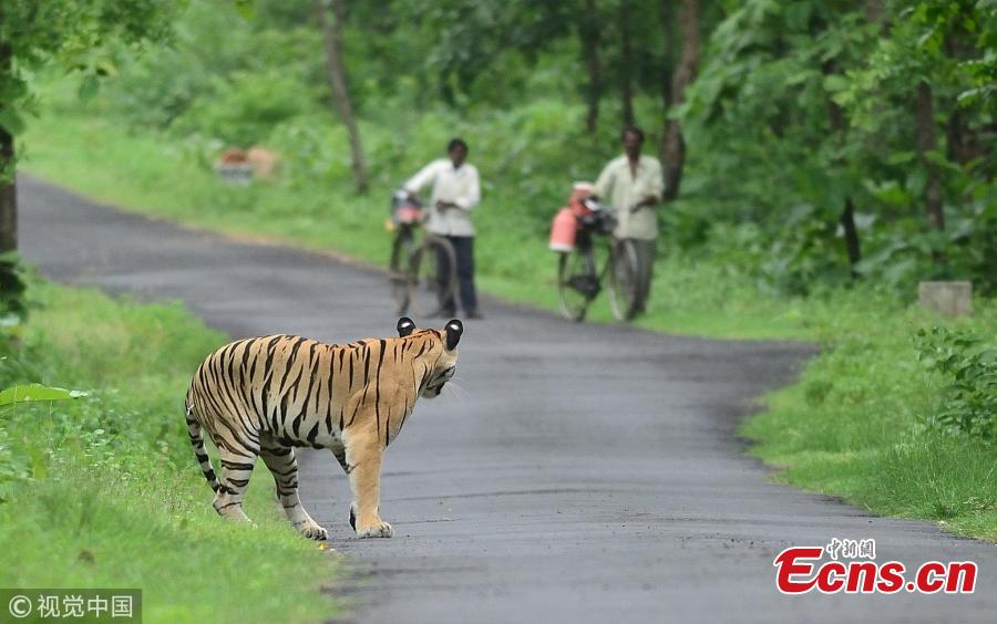 A Bengal tiger wanders on a road as two villagers walk with their bikes at the Umred Karhandla Wildlife Sanctuary in India. (Photo/VCG)