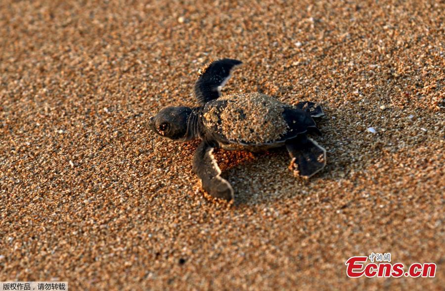 A baby sea turtle is released by Mona Khalil from the Orange House, to crawl into the sea at a seashore in El-Mansouri village, near the southern city of Tyre, Lebanon, July 29, 2018. Mona Khalil, 77, founded The Orange House Project in 2000 to protect sea turtles on the south Lebanon beach in el Mansouri from predators, pollution and encroaching humans. (Photo/Agencies)