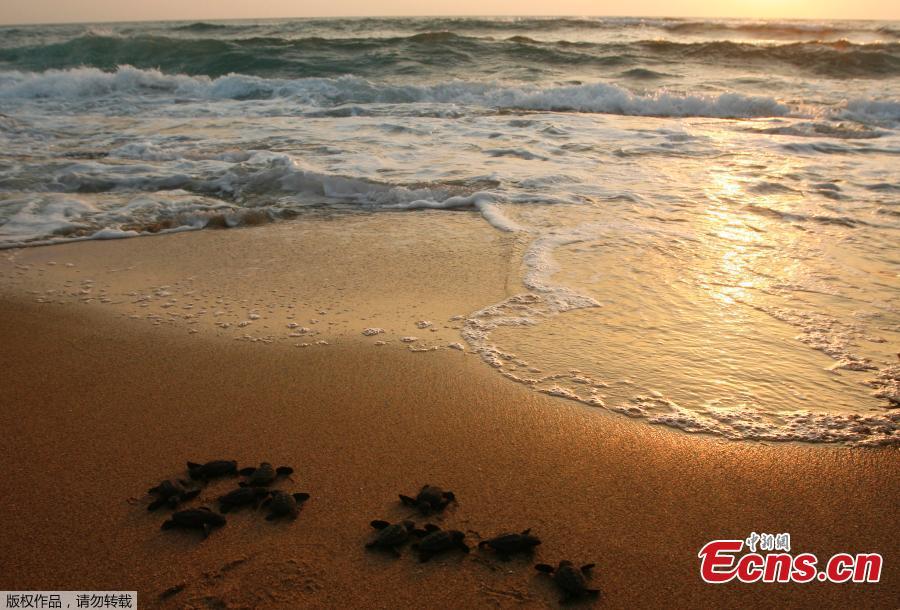 Baby sea turtles are released by Mona Khalil from the Orange House, to crawl into the sea at a seashore in El-Mansouri village, near the southern city of Tyre, Lebanon, July 29, 2018. Mona Khalil, 77, founded The Orange House Project in 2000 to protect sea turtles on the south Lebanon beach in el Mansouri from predators, pollution and encroaching humans. (Photo/Agencies)