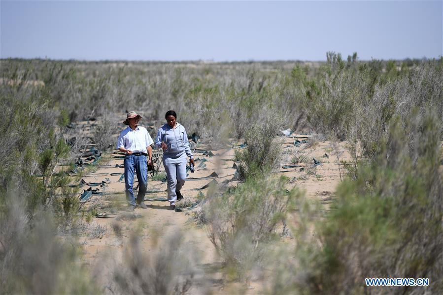 Nakanyala Elina Shekupe (R) and a staff member of Gansu Desert Control Research Institute visit a desertification combating demonstration zone in northwest China\'s Gansu Province, Aug. 25, 2018. Shekupe, 37, is an agricultural technology official from Namibia. She and 11 other students are taking part in a desertification combating and ecological restoration training course organized by China\'s Ministry of Commerce in Gansu. \