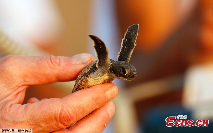 A baby sea turtle is released by Mona Khalil from the Orange House, to crawl into the sea at a seashore in El-Mansouri village, near the southern city of Tyre, Lebanon, July 29, 2018. Mona Khalil, 77, founded The Orange House Project in 2000 to protect sea turtles on the south Lebanon beach in el Mansouri from predators, pollution and encroaching humans. (Photo/Agencies)