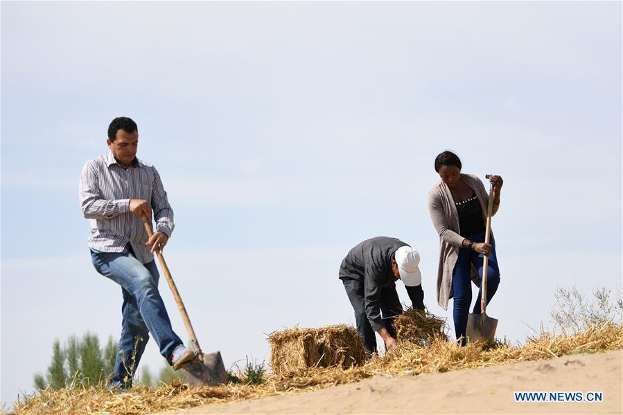 Nakanyala Elina Shekupe (1st R) learns desert control in Minqin County, northwest China\'s Gansu Province, Aug. 26, 2018. Shekupe, 37, is an agricultural technology official from Namibia. She and 11 other students are taking part in a desertification combating and ecological restoration training course organized by China\'s Ministry of Commerce in Gansu. \