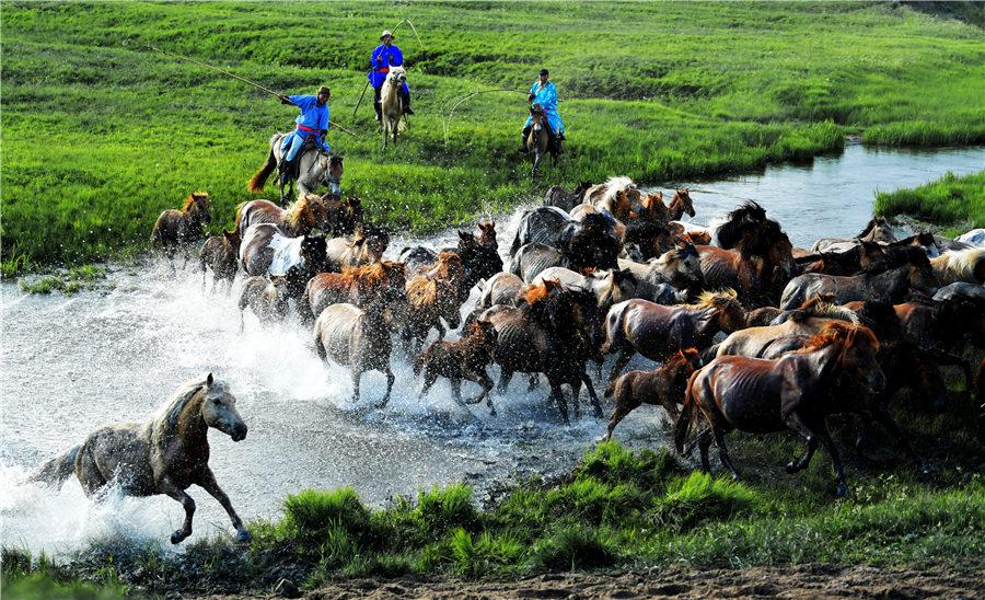 Mongolian horses have been stars during a horse-themed art week in Hohhot in North China\'s Inner Mongolia autonomous region. The Mongolian horse is one of the symbols of local grasslands culture. They are usually found in northern areas in China, Mongolia and Russia. Apart from their beauty, the horses are sought-after for their natural ability to withstand cold and drought. (Photo by Ma Jianquan/chinadaily.com.cn)