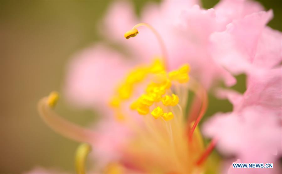 Photo taken on Aug. 22, 2018 shows a flower at the Nanhu Park in Tongling, east China\'s Anhui Province. (Xinhua/Hong Wei)