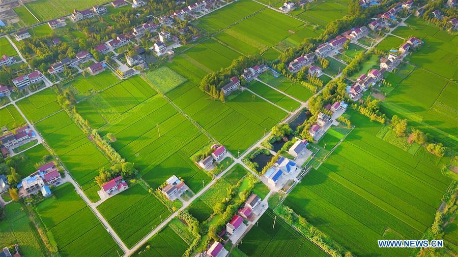 Photo taken on Aug. 23, 2018 shows the scenery of villages in Xiayuan Town in Rugao, east China\'s Jiangsu Province. (Xinhua/Xu Congjun)