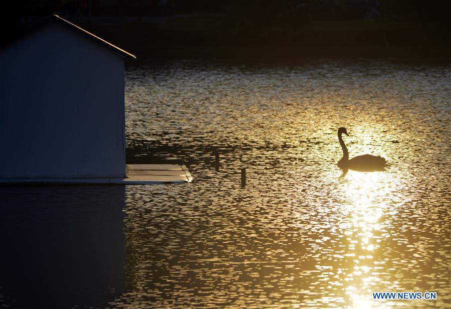 A black swan swims on the lake on the Qingyuan campus of Anhui University in Hefei, capital of east China\'s Anhui Province, Aug. 29, 2018. (Xinhua/Zheng Jinqiang)