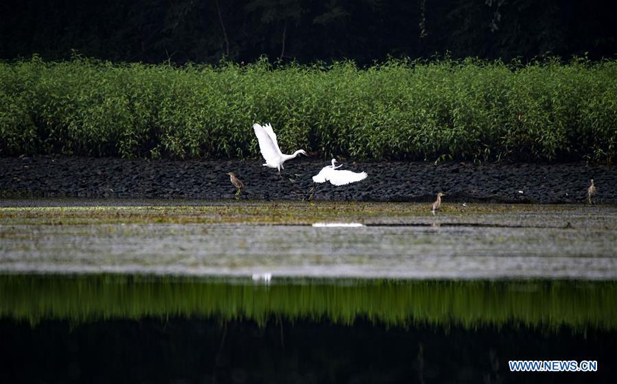 Egrets fly over a creek in Hexia Town of Xiannuhu District in Xinyu City, east China\'s Jiangxi Province, Aug. 28, 2018. (Xinhua/Zhao Chunliang)