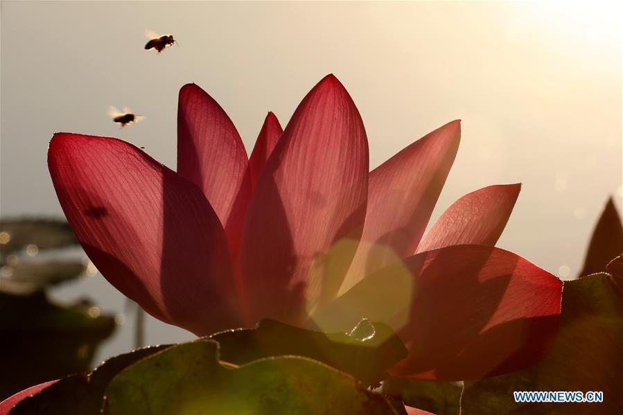 Bees fly around a lotus flower at the Rongcheng wetland park in Rongcheng, east China\'s Shandong Province, Aug. 25, 2018. (Xinhua/Lin Haizhen)