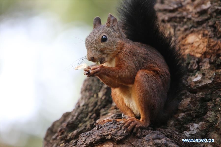 A squirrel eats food on a tree at the Beiling Park in Shenyang, capital of northeast China\'s Liaoning Province, Aug. 27, 2018. (Xinhua/Huang Jinkun)