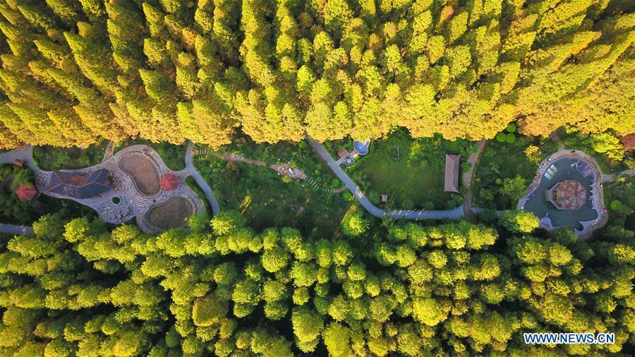Aerial photo taken on Sept. 1, 2018 shows an early autumn scenery of the Hongze Lake wetland in Sihong County, east China\'s Jiangsu Province. (Xinhua/Xu Congjun)