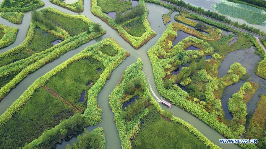 Aerial photo taken on Sept. 1, 2018 shows an early autumn scenery of the Hongze Lake wetland in Sihong County, east China\'s Jiangsu Province. (Xinhua/Xu Congjun)