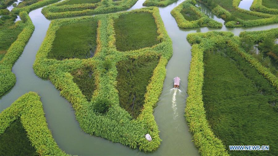 Aerial photo taken on Sept. 1, 2018 shows an early autumn scenery of the Hongze Lake wetland in Sihong County, east China\'s Jiangsu Province. (Xinhua/Xu Congjun)