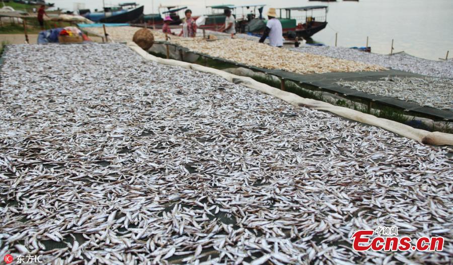 Fish are air dried near Poyang Lake in Yongxiu County, East China’s Jiangxi Province, Sept. 3, 2018. The lake is rich of freshwater fish that sell well in the market. (Photo/IC)