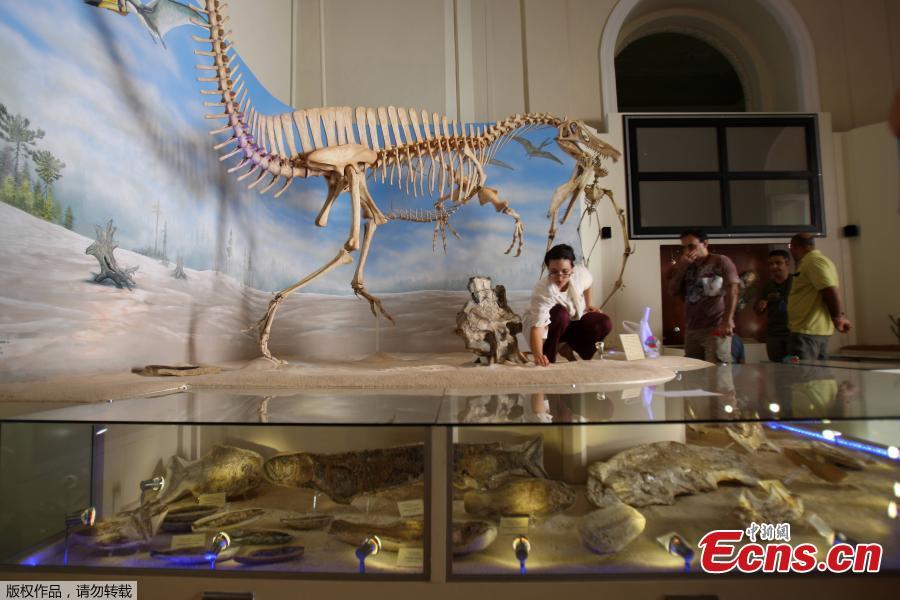 In this file photo taken on May 14, 2009 a paleontologist works on the skeleton of an Angaturama limai -a spinosaurus dinosaur- carrying the skeleton of an anhanguerid pterosaur, at the National Museum of History in Rio de Janeiro, Brazil. 
A massive fire ripped on September 2, 2018 through Rio de Janeiro\'s treasured National Museum, one of Brazil\'s oldest, in what the nation\'s president says is a \