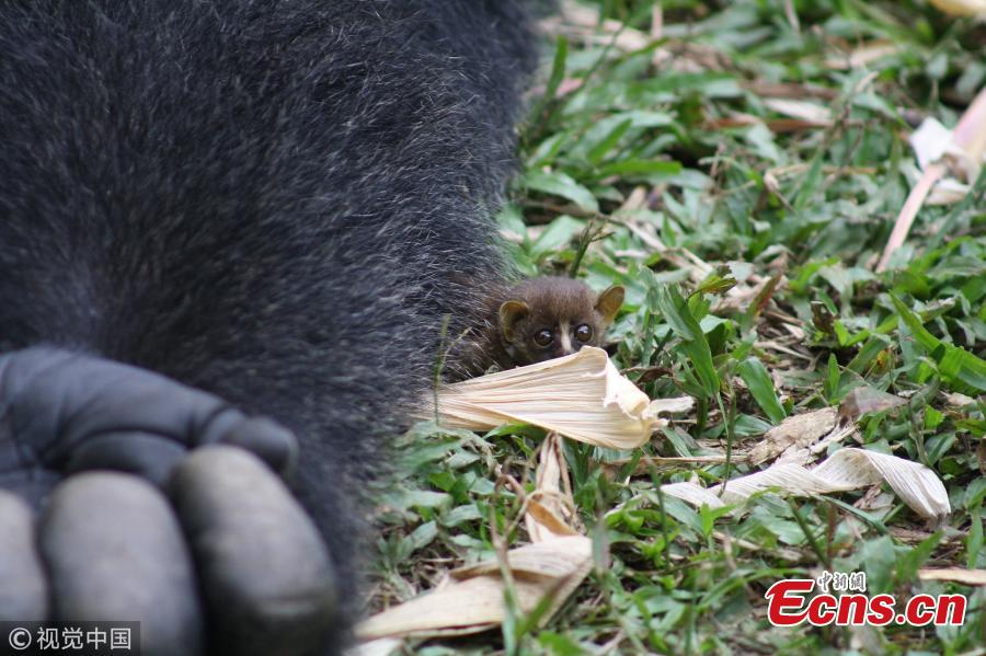 Adorable photos capture Bobo, a Western Lowland gorilla who weighs about 200kg, cupping his hands to cradle a tiny little bush baby - which is so small it is barely the size of the gorilla\'s finger. The 24-year-old gorilla even let the little bush baby crawl around his body after the pair struck up the heartwarming friendship. These photos were captured by photographer Alex Benitez at Mefou Primate Sanctuary, Cameroon, which is run by the animal conservation charity Ape Action Africa. (Photo/VCG)