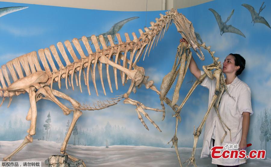 In this file photo taken on May 14, 2009 a paleontologist works on the skeleton of an Angaturama limai -a spinosaurus dinosaur- carrying the skeleton of an anhanguerid pterosaur, at the National Museum of History in Rio de Janeiro, Brazil. 
A massive fire ripped on September 2, 2018 through Rio de Janeiro\'s treasured National Museum, one of Brazil\'s oldest, in what the nation\'s president says is a \