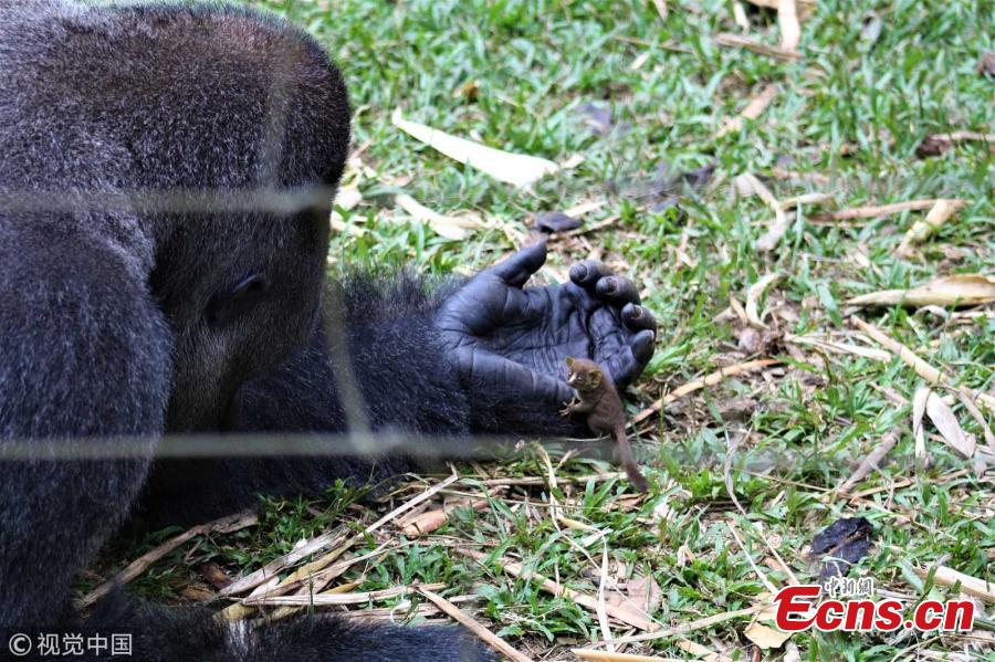 Adorable photos capture Bobo, a Western Lowland gorilla who weighs about 200kg, cupping his hands to cradle a tiny little bush baby - which is so small it is barely the size of the gorilla\'s finger. The 24-year-old gorilla even let the little bush baby crawl around his body after the pair struck up the heartwarming friendship. These photos were captured by photographer Alex Benitez at Mefou Primate Sanctuary, Cameroon, which is run by the animal conservation charity Ape Action Africa. (Photo/VCG)
