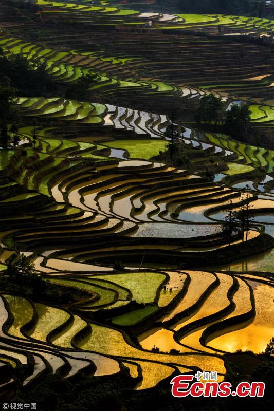 Terraced rice fields shine under the setting sun, as captured by 35-year-old photographer Kah-Wai Lin in Yuanyang, Southwest China’s Yunnan Province. The spectacular rice-paddy terracing is a famous site among photography tourists. (VCG)