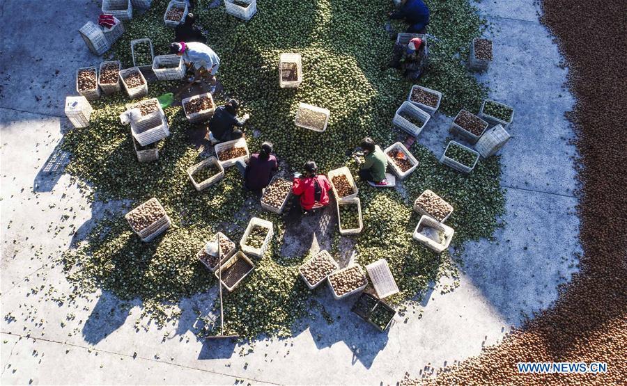 Farmers strip walnuts skins in Shiqiaotou Village, Zunhua City, north China\'s Hebei Province, Sept. 7, 2018. (Xinhua/Liu Mancang)