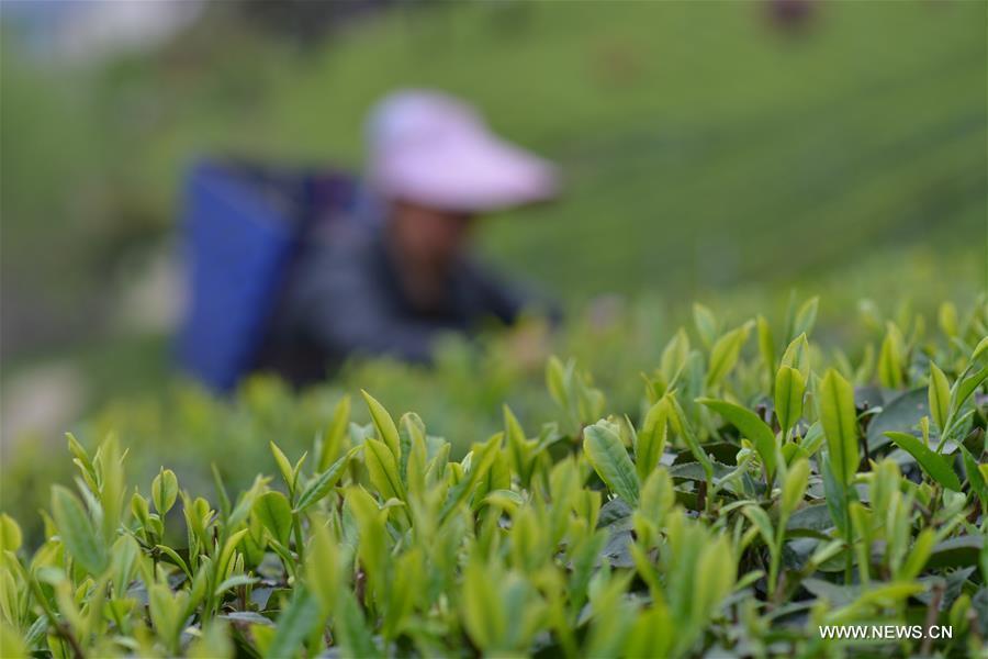 White Dew Tea

Many regular tea drinkers in Nanjing favor White Dew Tea. Tea during White Dew has gone through the hot summer and is in its best state of growth. White Dew Tea is different from spring tea, which is usually too tender and doesn\'t last long. It is also different from summer tea, which is dry and has a bitter flavor. White Dew Tea instead tastes sweet with its sweet fragrance. 

White Dew Wine

For some people in Nanjing, Jiangsu province, whose hometowns are in Zhejiang province or the southern part of Jiangsu province, it is traditional to make White Dew Wine during this season. The wine is made of cereals such as polished glutinous rice and kaoliang (a specific type of sorghum) and tastes a little sweet. In the past, country people in those regions all made the wine and served it to guests when entertaining.