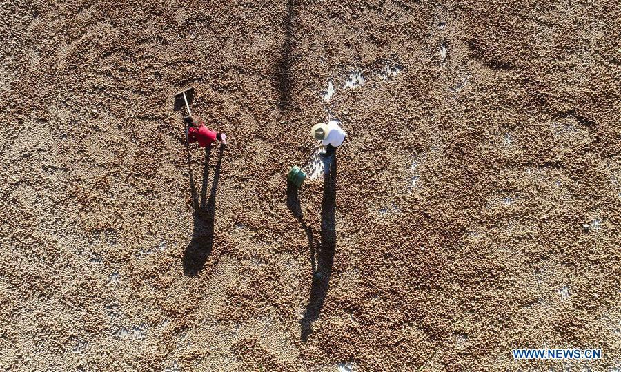 Farmers dry harvested walnuts in Shiqiaotou Village, Zunhua City, north China\'s Hebei Province, Sept. 7, 2018. (Xinhua/Liu Mancang)