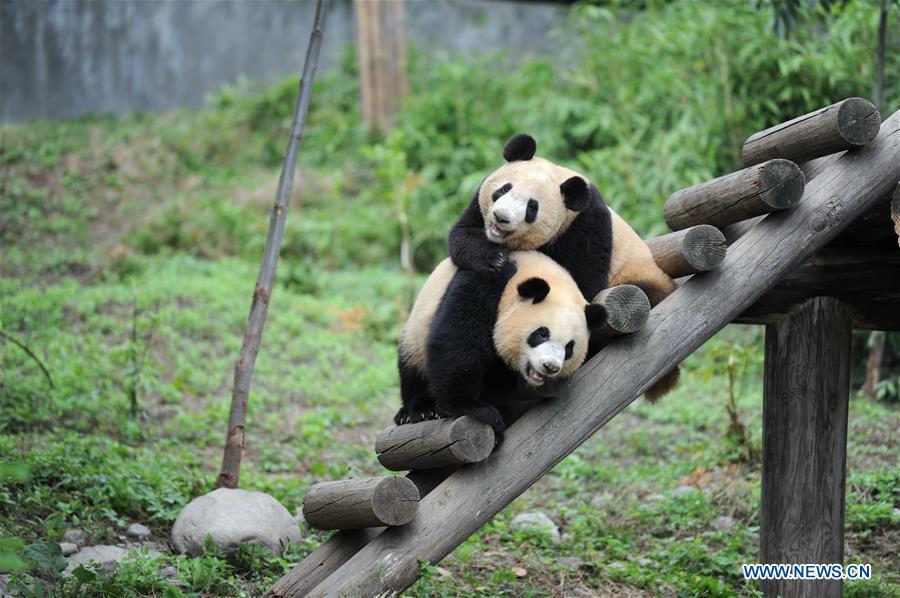 Giant panda cubs Lu Lu (L) and Qiang Sheng play at the Shaanxi Rare Wild Animals Rescue and Breeding Research Center in northwest China\'s Shaanxi Province, Sept. 7, 2018. Four giant panda cubs, born at the center in 2017, grow well now. (Xinhua/Zhang Bowen)