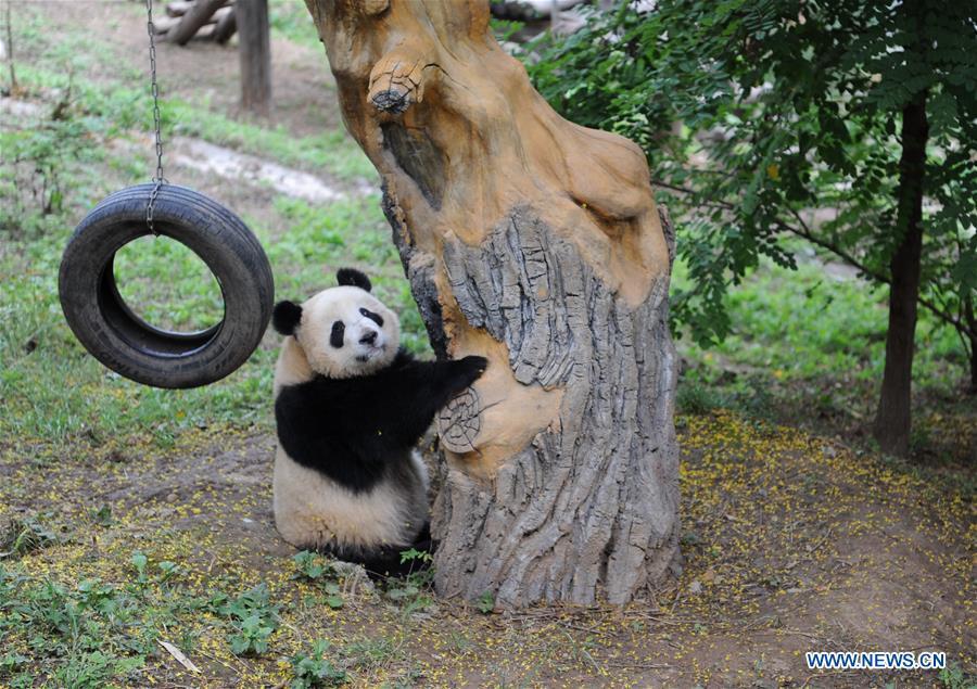 Giant panda cub Shan Zai plays at the Shaanxi Rare Wild Animals Rescue and Breeding Research Center in northwest China\'s Shaanxi Province, Sept. 7, 2018. Four giant panda cubs, born at the center in 2017, grow well now. (Xinhua/Zhang Bowen)