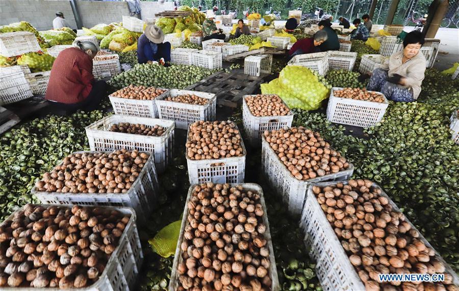Farmers strip walnuts skins in Shiqiaotou Village, Zunhua City, north China\'s Hebei Province, Sept. 7, 2018. (Xinhua/Liu Mancang)