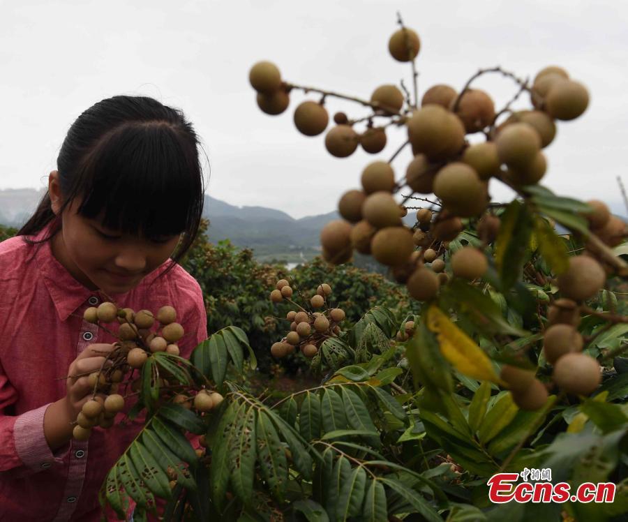 Eating Longan

Longan around White Dew is big, sweet and tastes great. There is a tradition in Fuzhou, Fujian province, that eating longan on the first day of White Dew can help nourish the human body. It is said that one longan is as nutritious as an egg. Although this sounds exaggerated, Longan does reinforce the spleen, nourish the blood, calm the nerves and improve one’s looks.