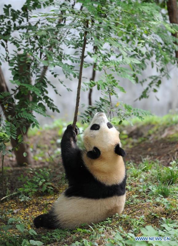 Giant panda cub Shan Zai plays at the Shaanxi Rare Wild Animals Rescue and Breeding Research Center in northwest China\'s Shaanxi Province, Sept. 7, 2018. Four giant panda cubs, born at the center in 2017, grow well now. (Xinhua/Zhang Bowen)