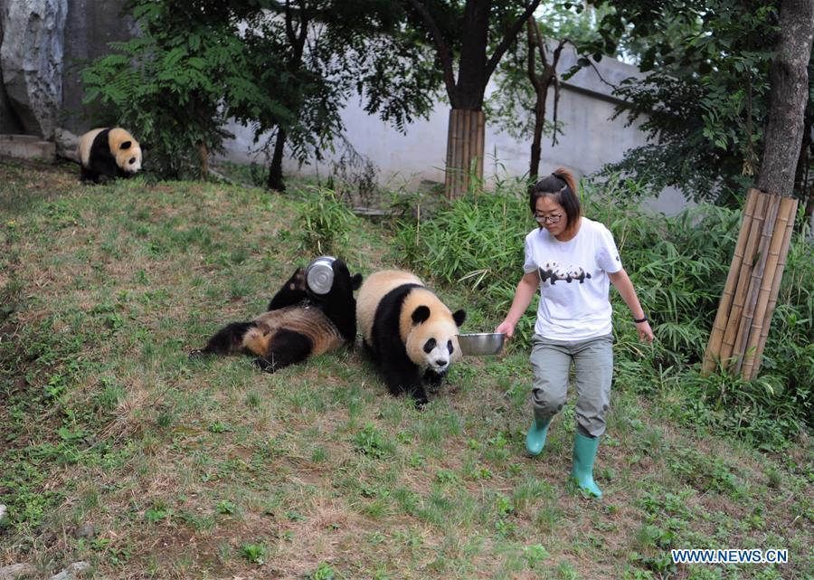 A staff member feeds giant panda cub Lu Lu at the Shaanxi Rare Wild Animals Rescue and Breeding Research Center in northwest China\'s Shaanxi Province, Sept. 7, 2018. Four giant panda cubs, born at the center in 2017, grow well now. (Xinhua/Zhang Bowen)