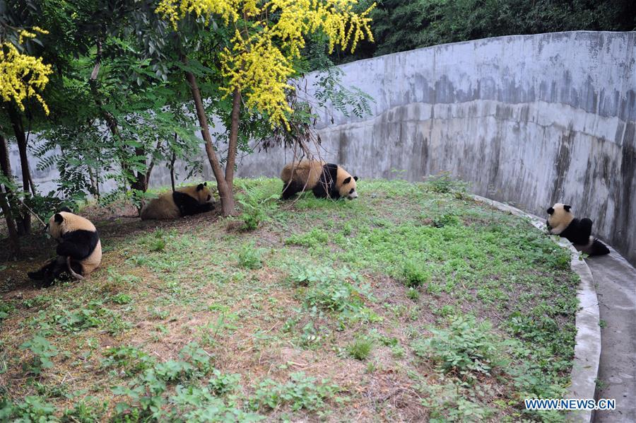 Four giant panda cubs play at the Shaanxi Rare Wild Animals Rescue and Breeding Research Center in northwest China\'s Shaanxi Province, Sept. 7, 2018. Four giant panda cubs, born at the center in 2017, grow well now. (Xinhua/Zhang Bowen)