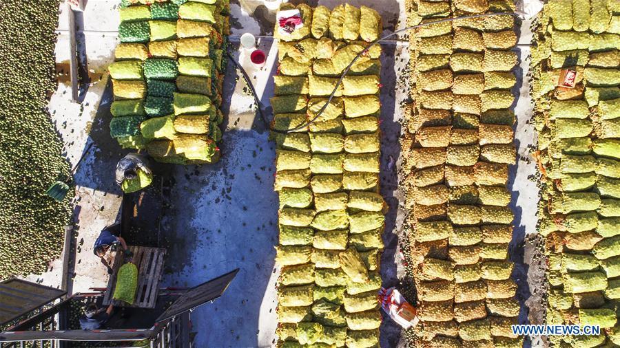 Farmers unload harvested walnuts in Shiqiaotou Village, Zunhua City, north China\'s Hebei Province, Sept. 7, 2018. (Xinhua/Liu Mancang)