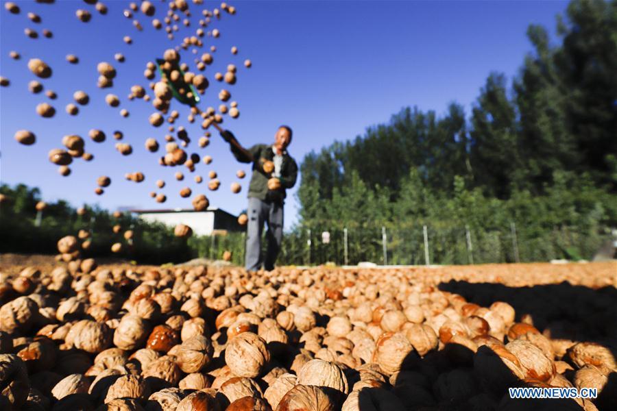 A farmer dries harvested walnuts in Shiqiaotou Village, Zunhua City, north China\'s Hebei Province, Sept. 7, 2018. (Xinhua/Liu Mancang)