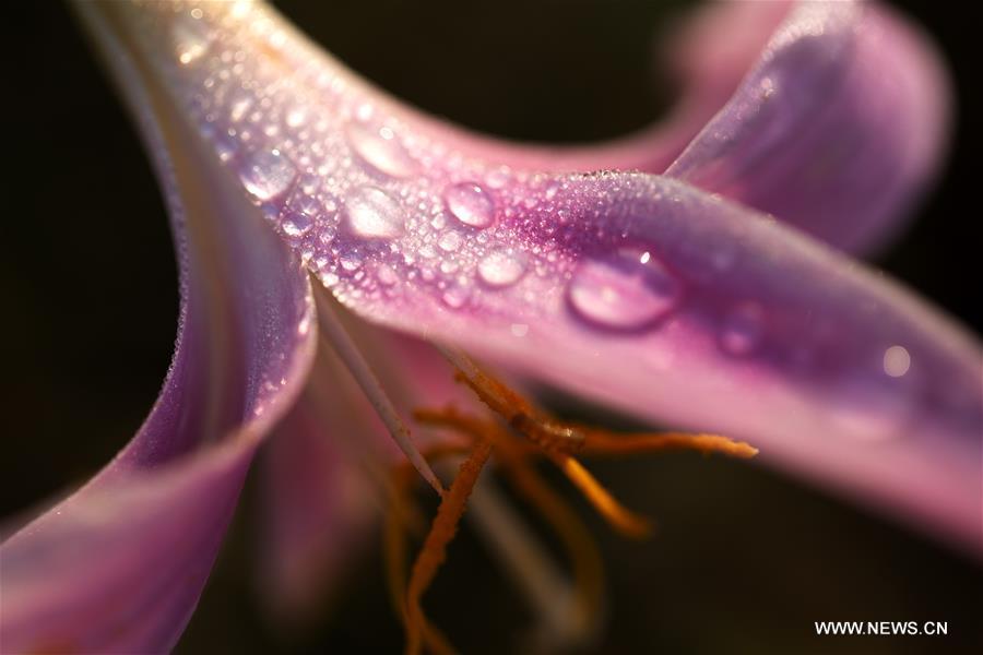 Dewdrops are seen on the petals in Zigui County of Yichang City, central China\'s Hubei Province, Sept. 8, 2018. (Xinhua/Wang Gang)